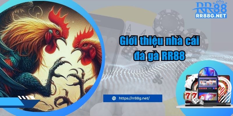 Giới thiệu nhà cái đá gà RR88